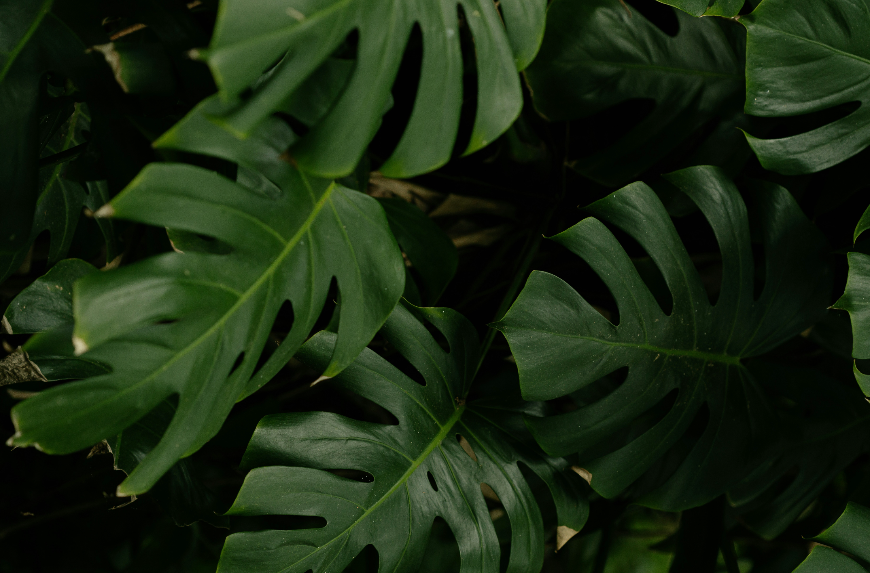 Image de diapositive