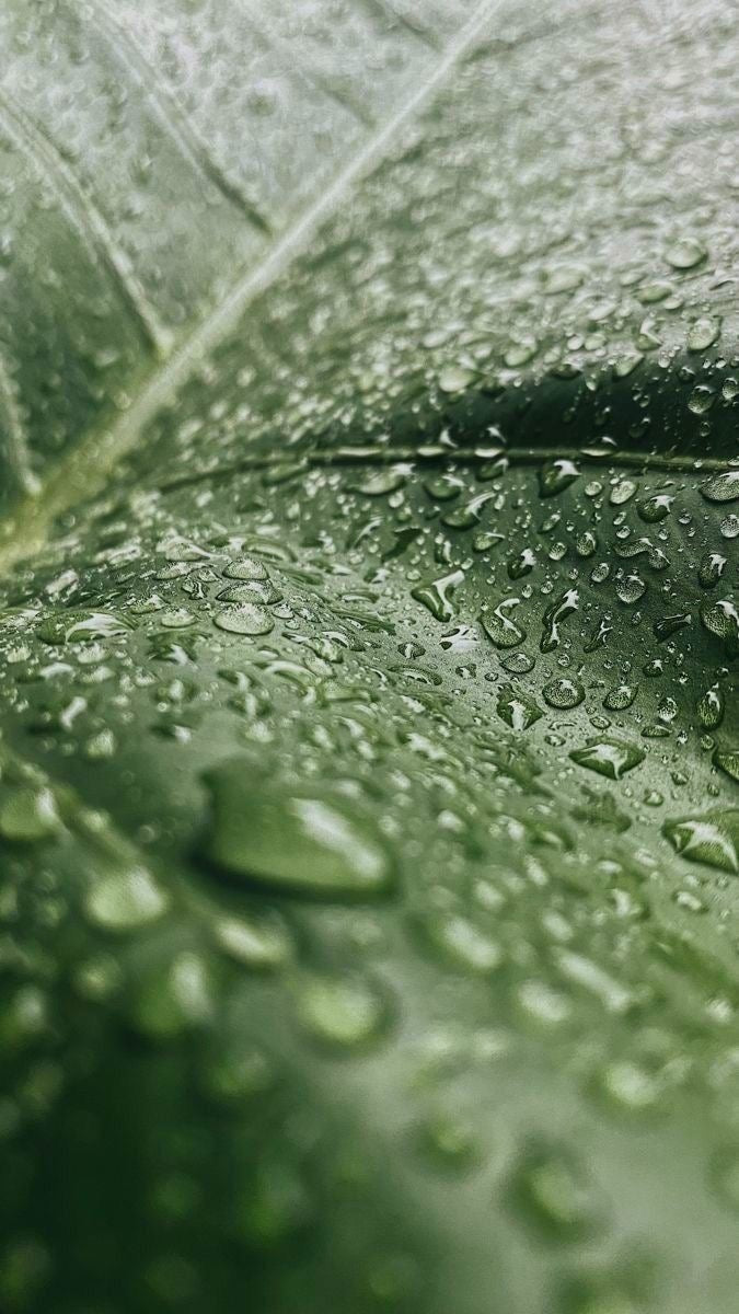 Image de diapositive