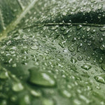 Image de diapositive