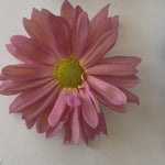 Image de diapositive