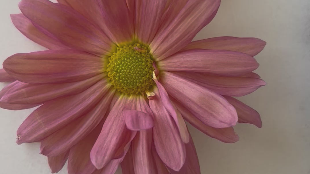 Image de diapositive